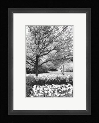 Framed Springtime Garden III Print