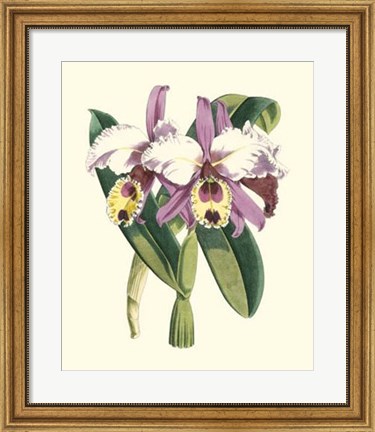 Framed Magnificent Orchid I Print