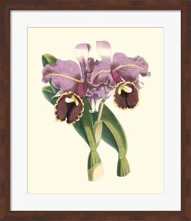 Framed Magnificent Orchid II Print