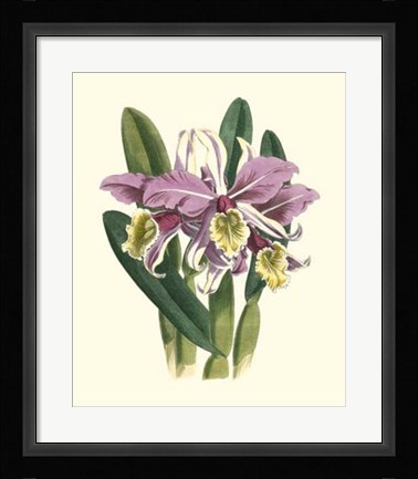 Framed Magnificent Orchid IV Print