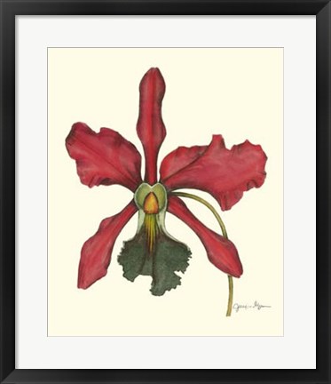 Framed Majestic Orchid IV Print