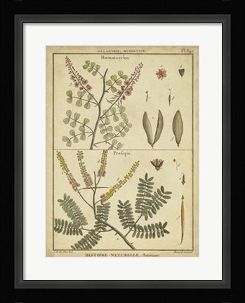 Framed Antique Ferns II Print