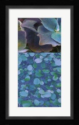 Framed Hydrangea Mix II Print