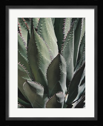 Framed Agave II Print