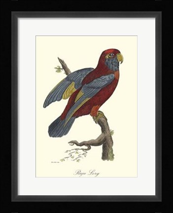 Framed Raja Lory Print