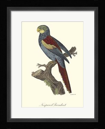 Framed Nonpareil Parrakeet Print