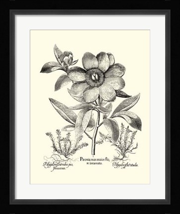 Framed Black and White Besler Peony I Print