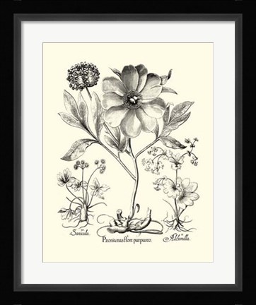 Framed Black and White Besler Peony II Print