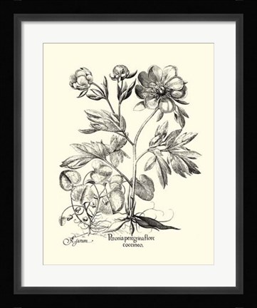 Framed Black and White Besler Peony III Print