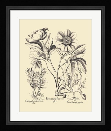 Framed Black and White Besler Peony IV Print