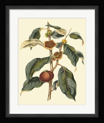 Framed Foliage, Flowers &amp; Fruit II Print