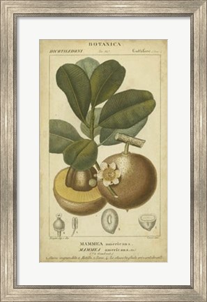 Framed Exotic Botanica II Print