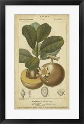 Framed Exotic Botanica II Print
