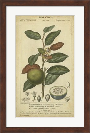 Framed Exotic Botanica III Print