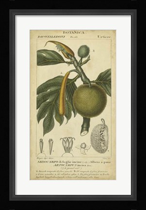Framed Exotic Botanica IV Print