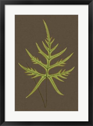 Framed Ferns on Linen IV Print