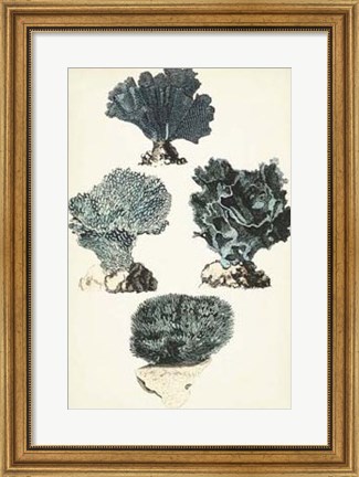 Framed Coral Species I Print