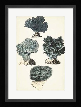 Framed Coral Species I Print
