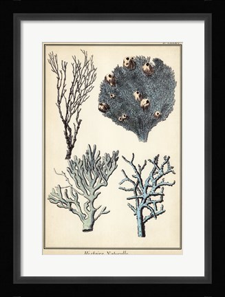 Framed Coral Species II Print