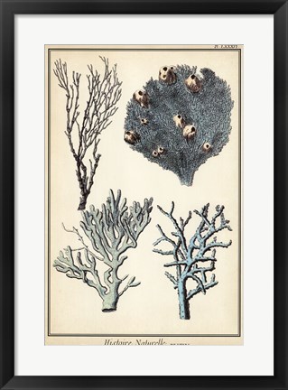 Framed Coral Species II Print