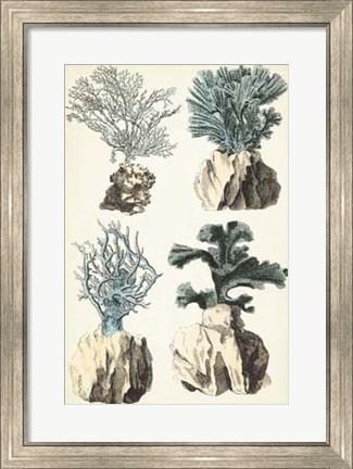 Framed Coral Species III Print