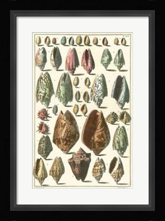 Framed Shell Collection I Print