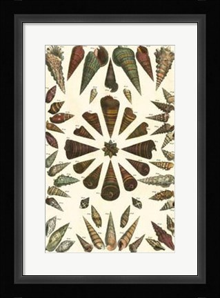 Framed Shell Collection II Print