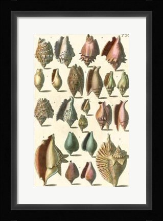 Framed Shell Collection III Print