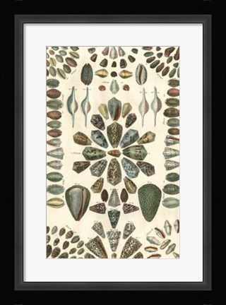 Framed Shell Collection IV Print