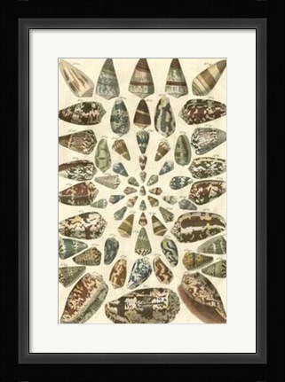 Framed Shell Collection V Print