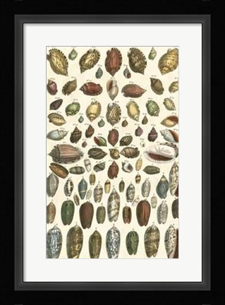 Framed Shell Collection VI Print