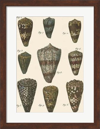 Framed Cone Shell pl. 318 Print