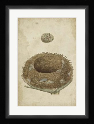 Framed Bird's Nest Study I Print