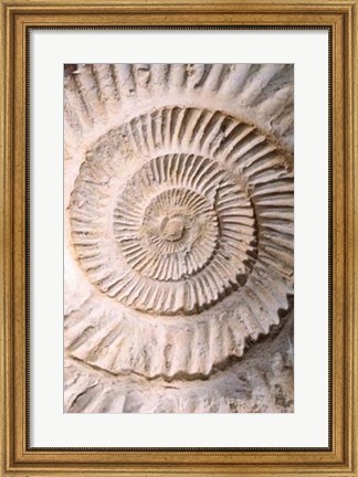 Framed Ammonite II Print