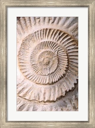 Framed Ammonite II Print