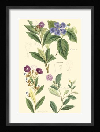 Framed Botanical I Print