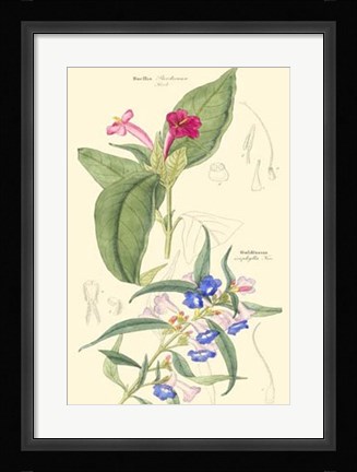 Framed Botanical IV Print