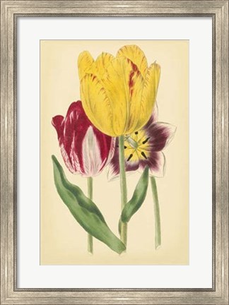 Framed Tulip Array I Print