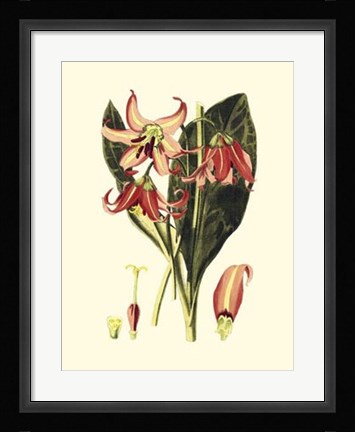 Framed Striking Beauty III Print