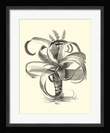 Framed B&amp;W Besler Aloe Print