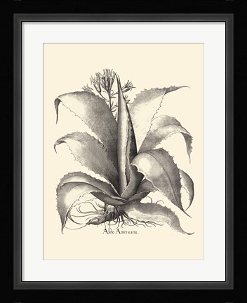 Framed B&amp;W Besler Aloe Americana Print