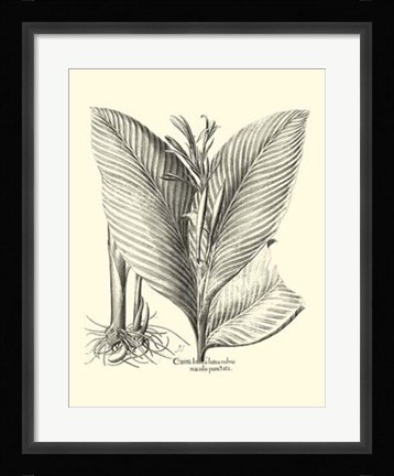 Framed B&amp;W Besler Canna Print