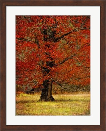 Framed Autumn Oak II Print