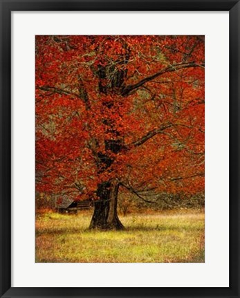 Framed Autumn Oak II Print