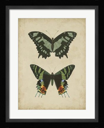 Framed Antique Butterfly Pair II Print