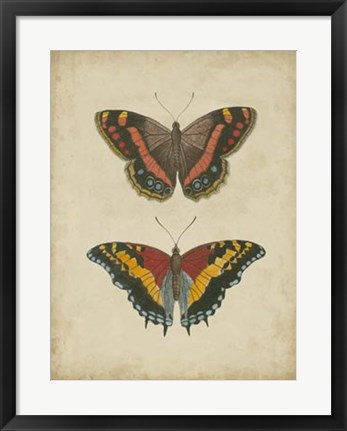 Framed Antique Butterfly Pair IV Print