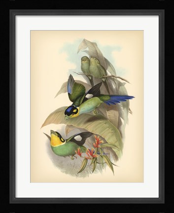 Framed Birds of the Tropics I Print