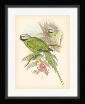 Framed Birds of the Tropics II Print