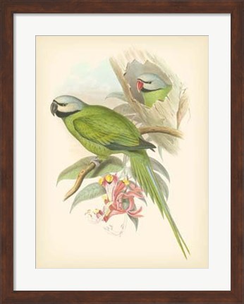 Framed Birds of the Tropics II Print