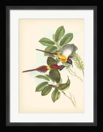 Framed Birds of the Tropics III Print